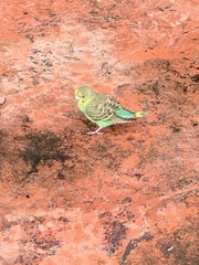 Melopsittacus undulatus domesticus