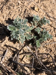 Dalea obovata