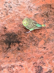Melopsittacus undulatus domesticus