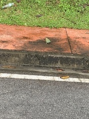 Melopsittacus undulatus domesticus