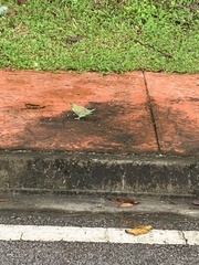 Melopsittacus undulatus domesticus