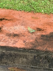 Melopsittacus undulatus domesticus