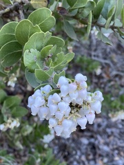 Arctostaphylos viridissima
