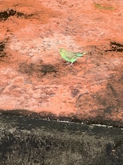 Melopsittacus undulatus domesticus