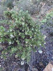 Arctostaphylos viridissima