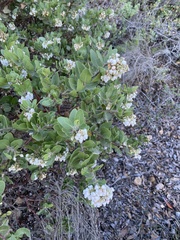 Arctostaphylos viridissima