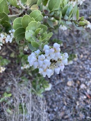 Arctostaphylos viridissima