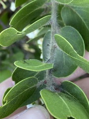 Arctostaphylos viridissima