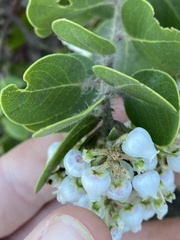 Arctostaphylos viridissima