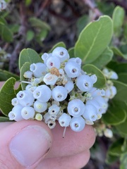 Arctostaphylos viridissima