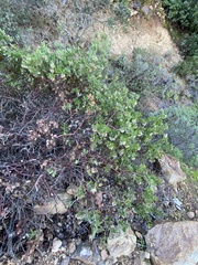 Arctostaphylos viridissima