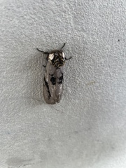 Psalidostetha banksiae