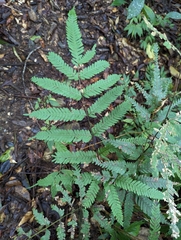 Pteris pseudowulaiensis