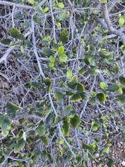 Cercocarpus betuloides blancheae