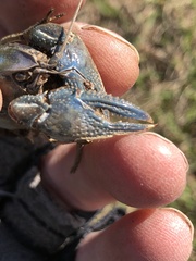 Creaserinus hedgpethi