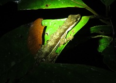 Anolis oxylophus