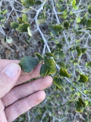 Cercocarpus betuloides blancheae
