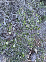 Cercocarpus betuloides blancheae