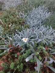 Celmisia sericophylla