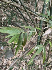 Phyllostachys makinoi