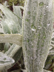 Celmisia sericophylla