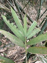 Phyllostachys makinoi