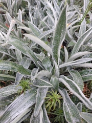 Celmisia sericophylla