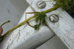 Ranunculus longirostris