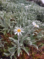 Celmisia sericophylla