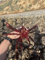 Taliepus nuttallii