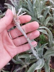 Celmisia sericophylla