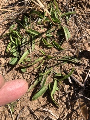 Dan Johnson, CC BY, iNaturalist via GBIF Aristolochia erecta, photograph Dan Johnson, CC BY, iNaturalist via GBIF