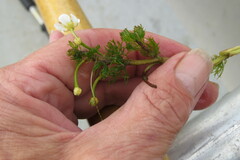Ranunculus longirostris