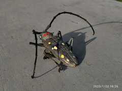 Batocera rubus