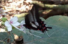 Parides proneus
