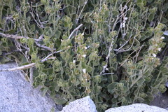 Mirabilis tenuiloba