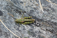 Sigaus australis