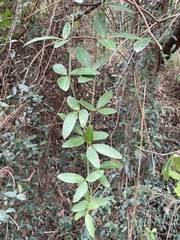 Tetrastigma formosanum