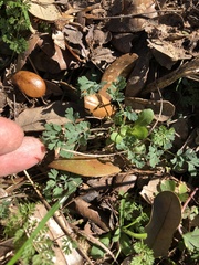 Corydalis micrantha