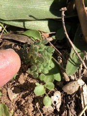 Parietaria pensylvanica