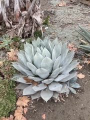 Agave