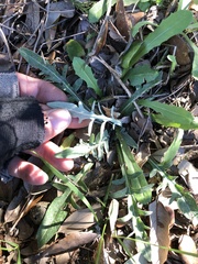 Hymenopappus artemisiifolius