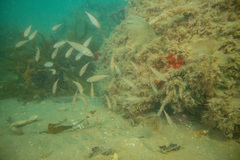 Trachurus