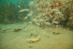 Trachurus
