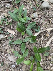 Tetrastigma formosanum