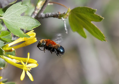 Osmia