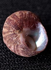 Homalopoma amussitatum