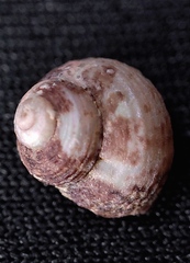 Homalopoma amussitatum