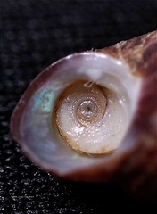 Homalopoma amussitatum