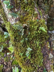 Davallia repens